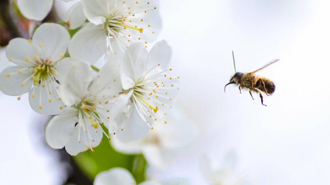 Des scientifiques créent une nouvelle abeille résistante aux parasites