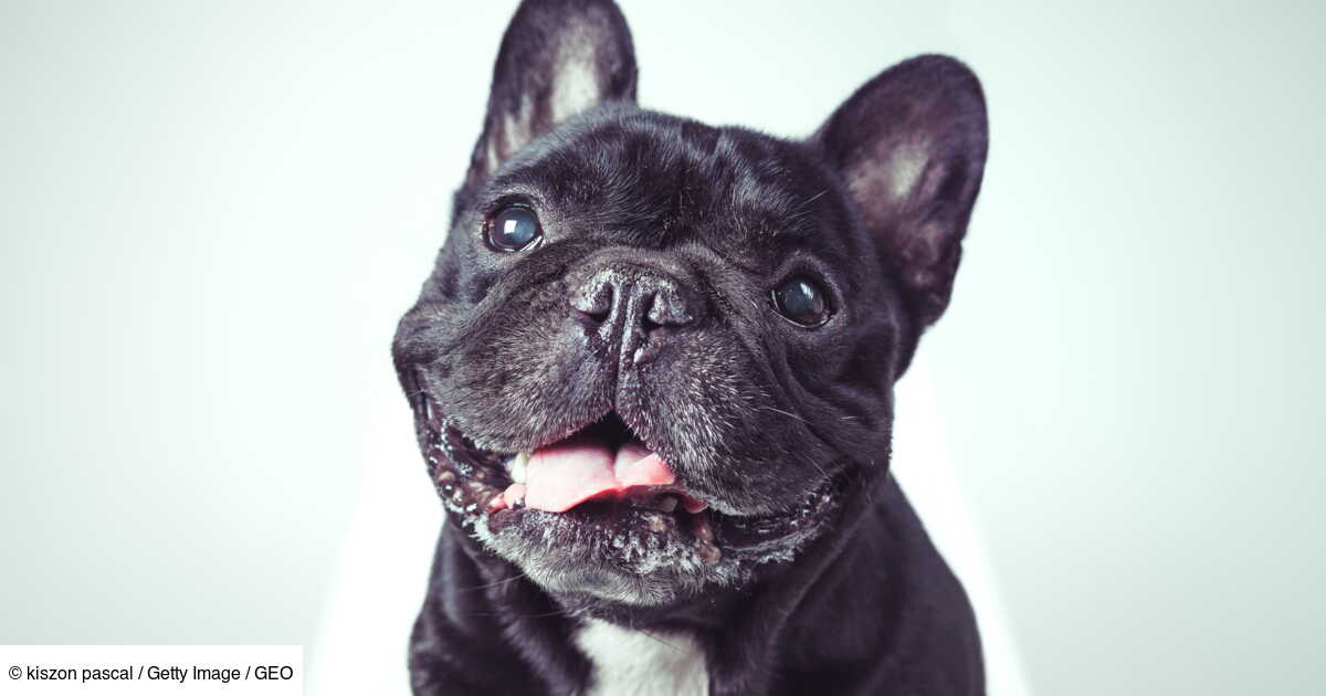 Pourquoi Le Chien Est Le Meilleur Ami De L Homme Geo Fr