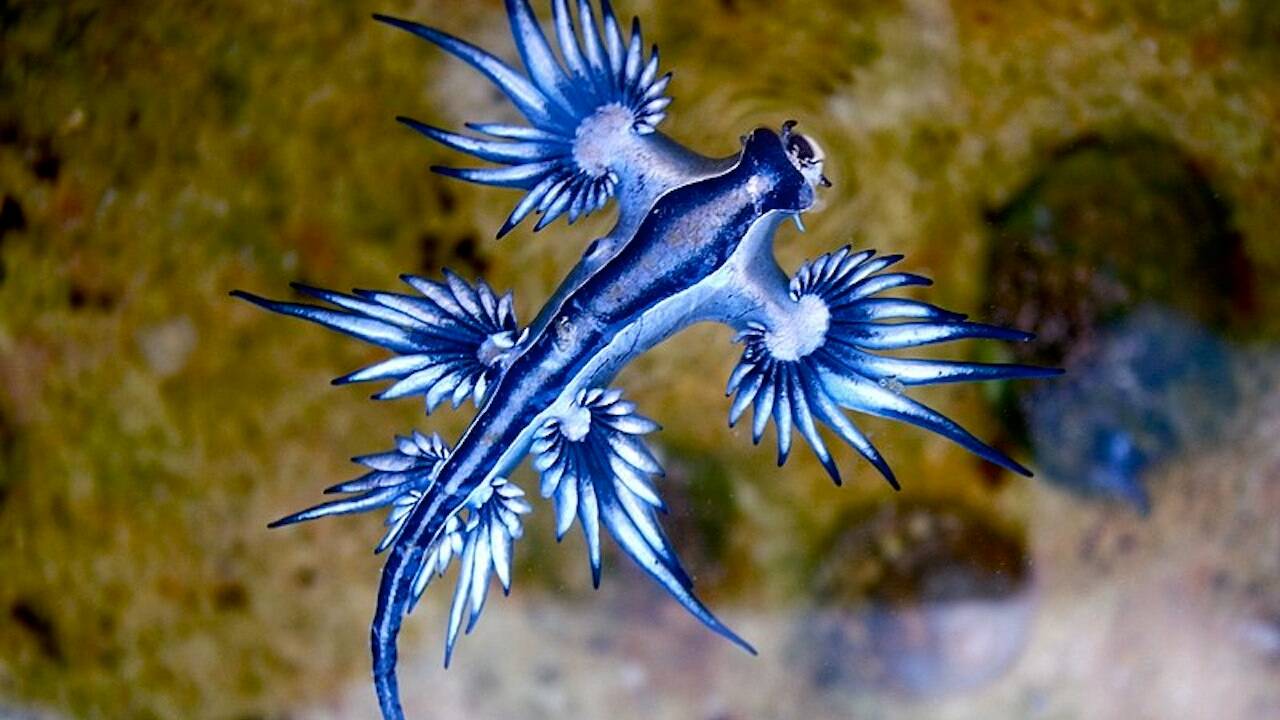 Une limace de mer venimeuse de type "dragon bleu" capturée au Texas