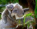La congélation du sperme de koala pourrait sauver l'espèce