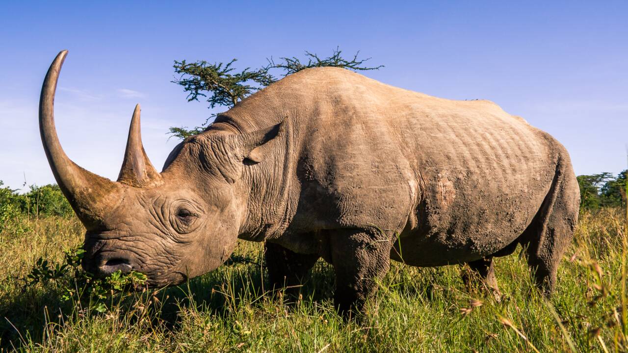 Le rhinocéros noir : le braconnage des femelles met l'espèce en danger