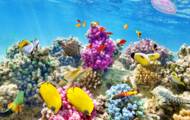Scientists map the Caribbean's most resistant coral reefs