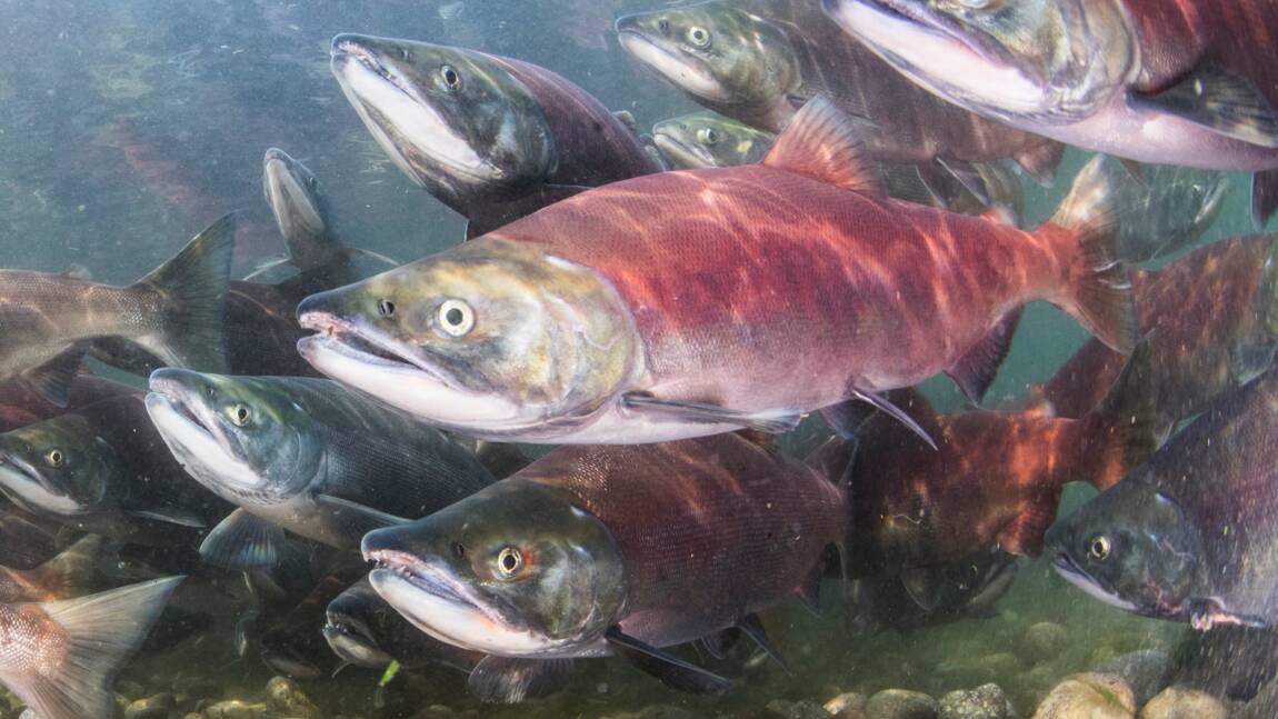 Le Canada disposait d'un rapport sur un virus affectant les saumons d'élevage et sauvages, et l'a ignoré