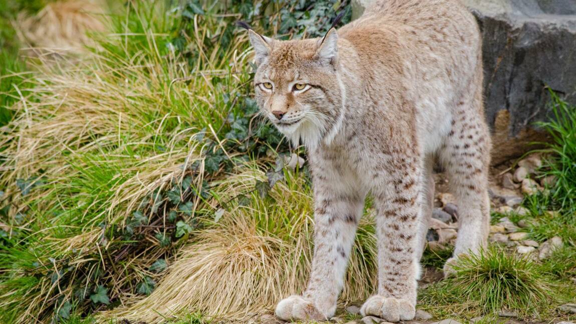 France : deux jeunes lynx mâles relâchés dans le massif du Jura