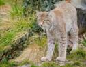 France : deux jeunes lynx mâles relâchés dans le massif du Jura