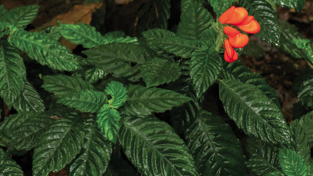 Une plante que l'on pensait disparue depuis 40 ans redécouverte en Équateur