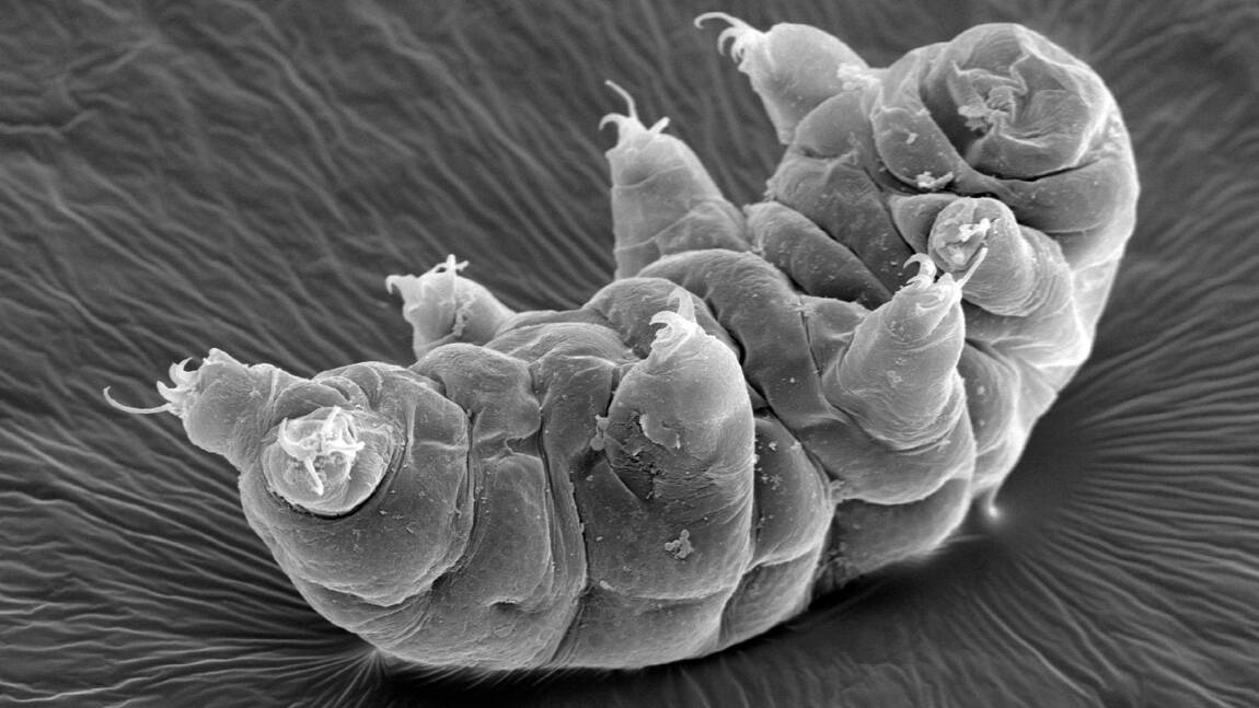 Les tardigrades utilisent le dos des escargots pour se déplacer
