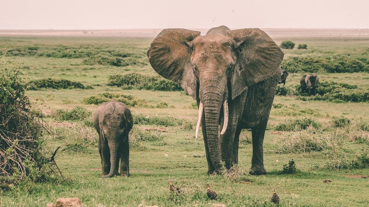 Les mères éléphantes ne ralentissent pas leurs déplacements lorsqu'elles donnent naissance à un bébé