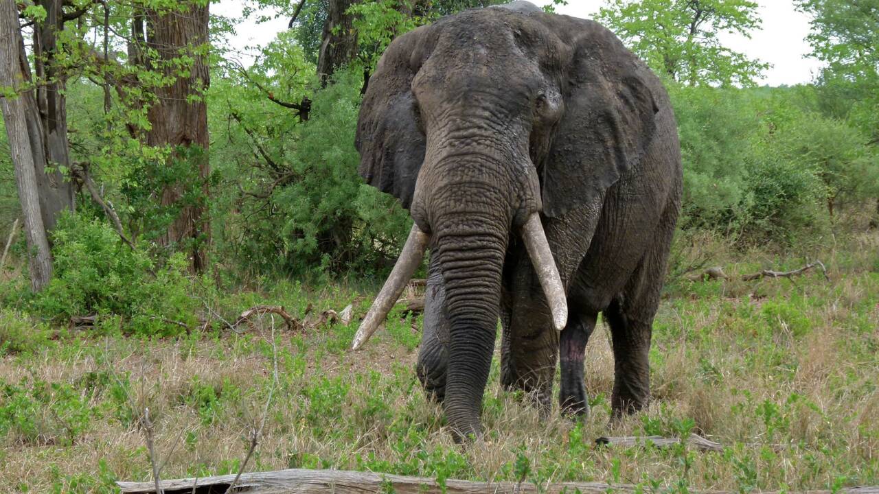 Botswana : un chasseur abat le plus grand éléphant tusker du pays après avoir payé 50 000 dollars