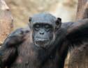 Retraite aux petits soins pour chimpanzés de laboratoire au Liberia