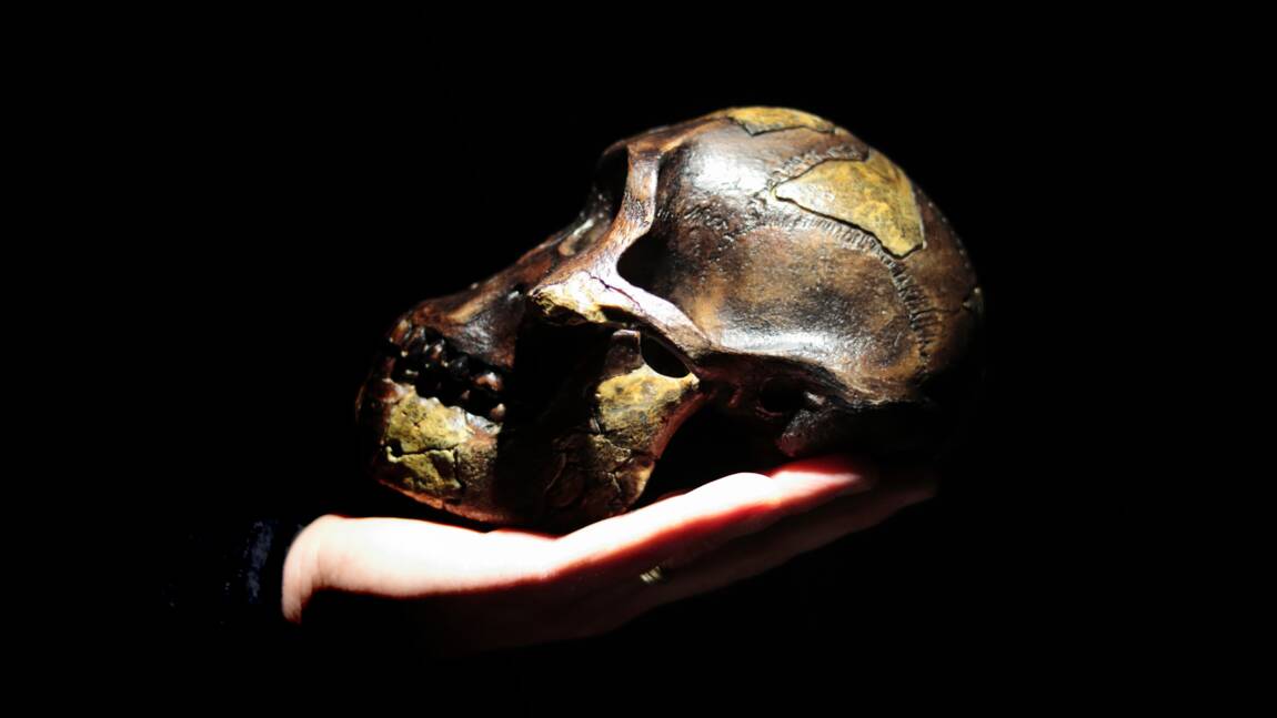 Les australopithèques connaissaient déjà des accouchements complexes, selon une étude