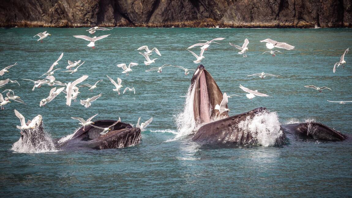 Un nouveau type de son émis par les baleines découvert au large de l'Afrique du Sud