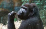 Gabon : l’éco-tourisme pour préserver les gorilles