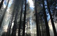 Dia da Terra: Nos Estados Unidos, Joe Biden ordena a proteção de florestas antigas