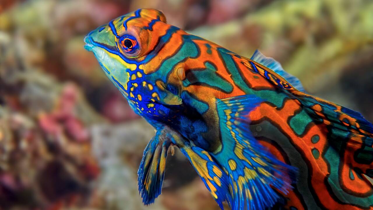 Récifs tropicaux : La diversité des poissons revue à la hausse, grâce à une analyse de l'ADN environnemental