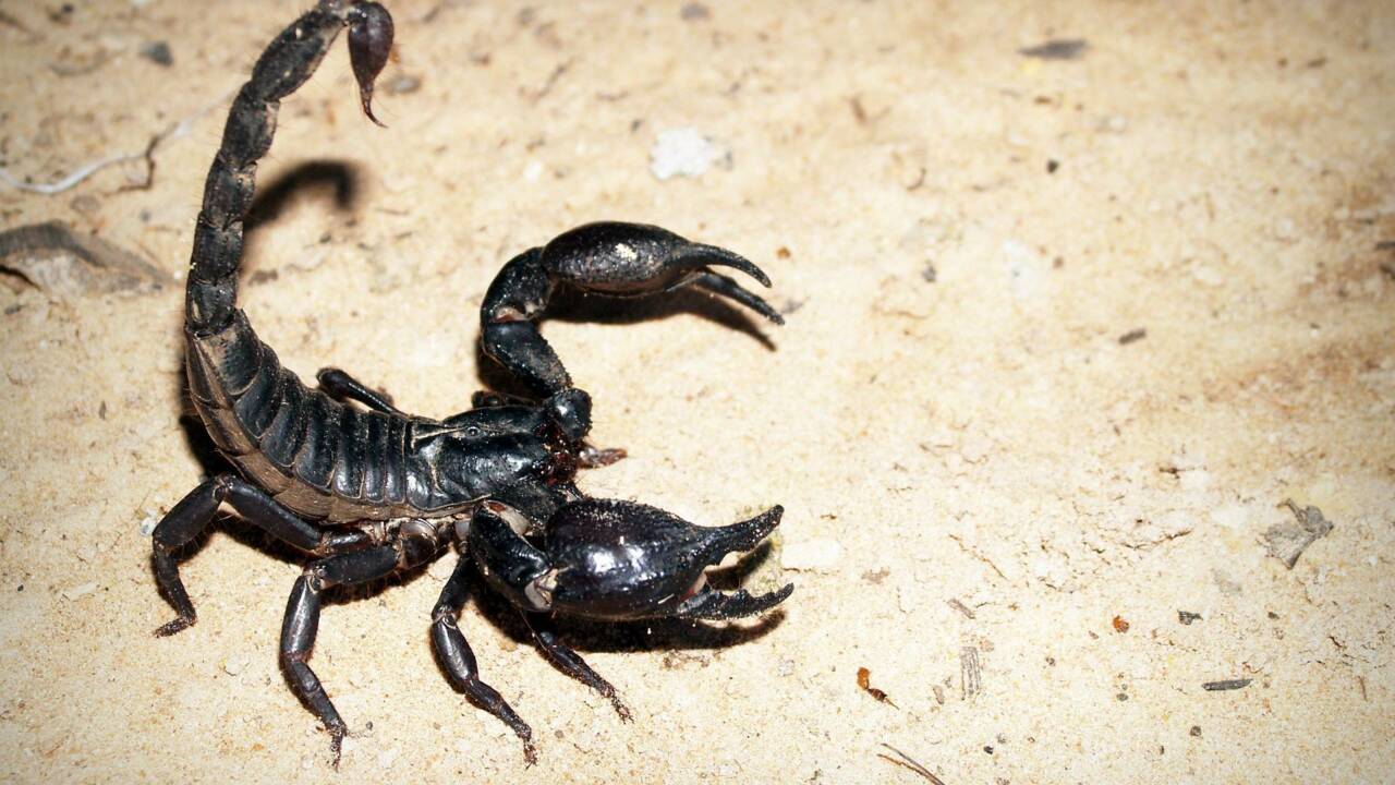 Plus un scorpion est petit, plus il est redoutable, confirme une étude