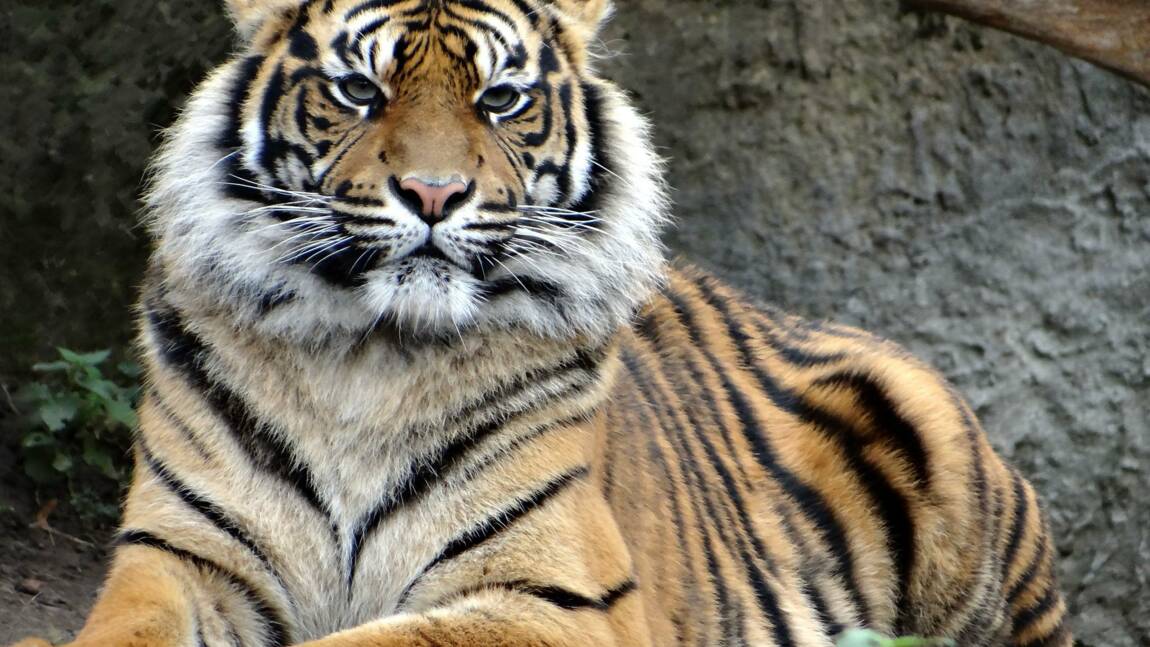 Indonésie : Trois tigres de Sumatra extrêmement rares retrouvés morts dans des pièges