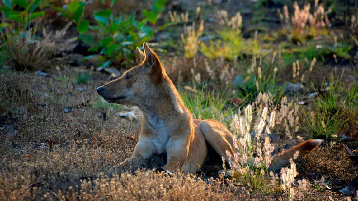 Selon leur génome, les dingos ne descendraient pas des chiens domestiques 