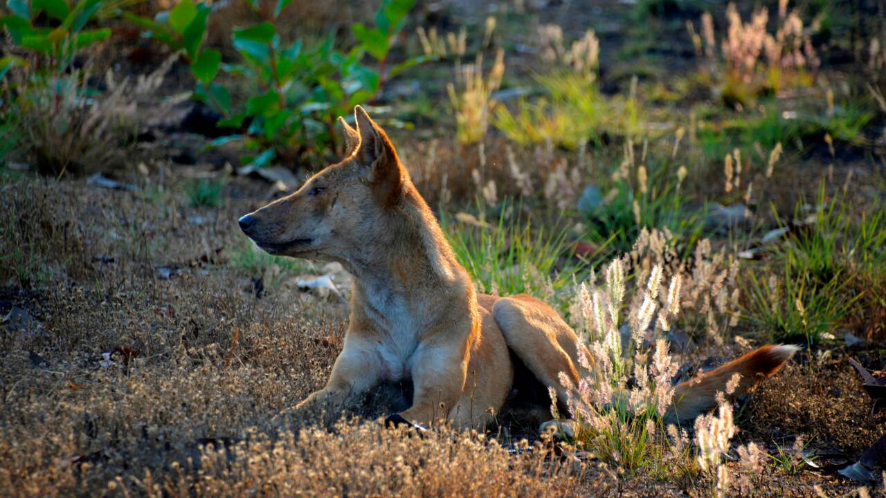Selon leur génome, les dingos ne descendraient pas des chiens domestiques 