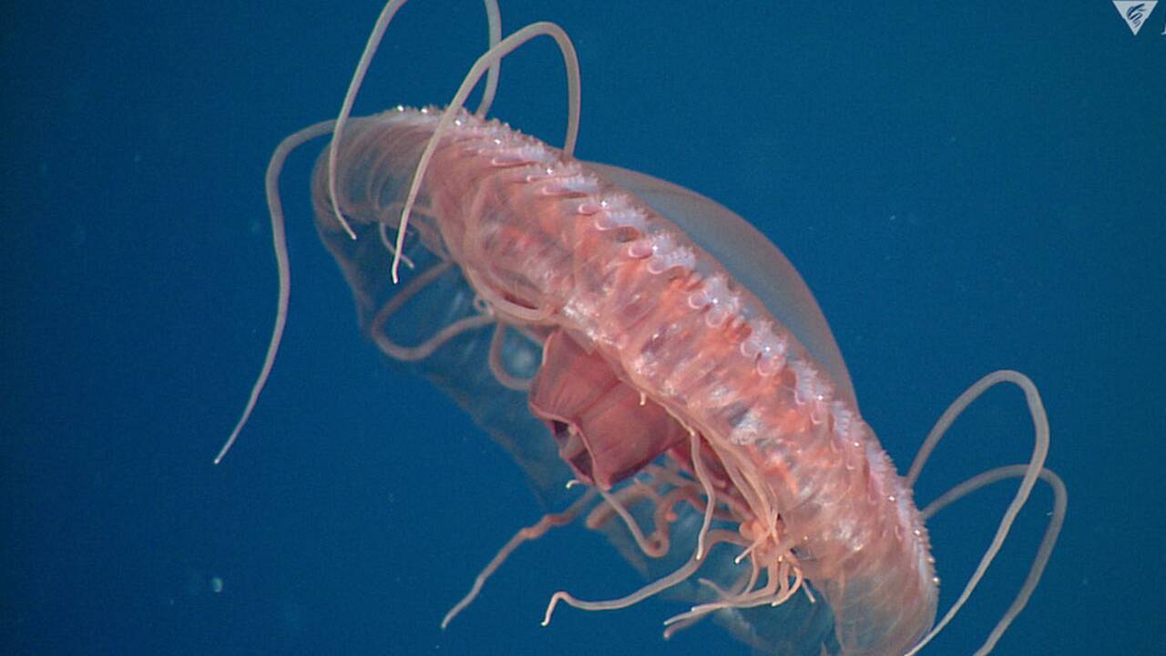 Cette superbe méduse bioluminescente est une nouvelle espèce découverte en Californie