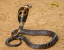5 choses à savoir sur le cobra royal