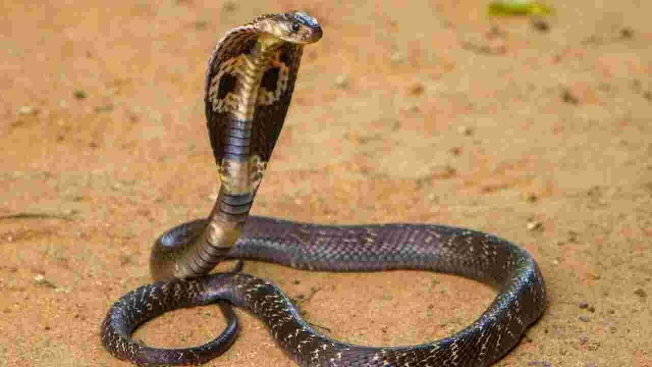 5 choses à savoir sur le cobra royal, le serpent venimeux le plus long du monde
