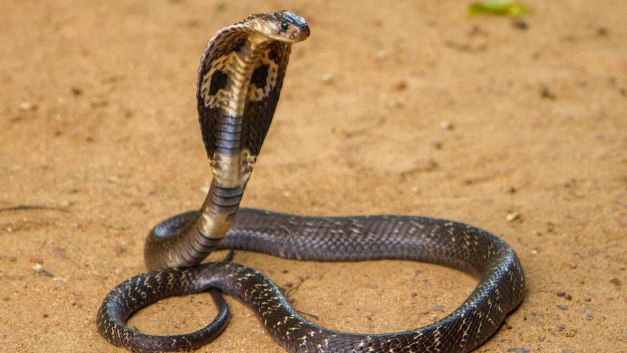 5 choses à savoir sur le cobra royal