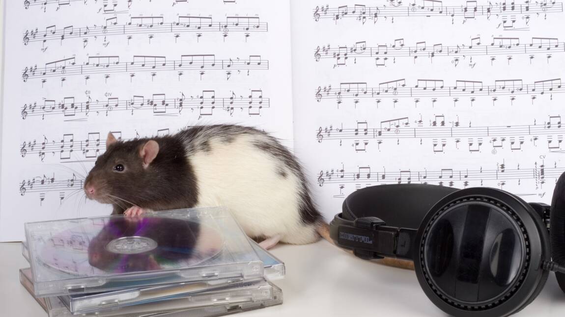 Des rats entraînés à reconnaître la mélodie "Happy Birthday" pour étudier les bases évolutives de la musique
