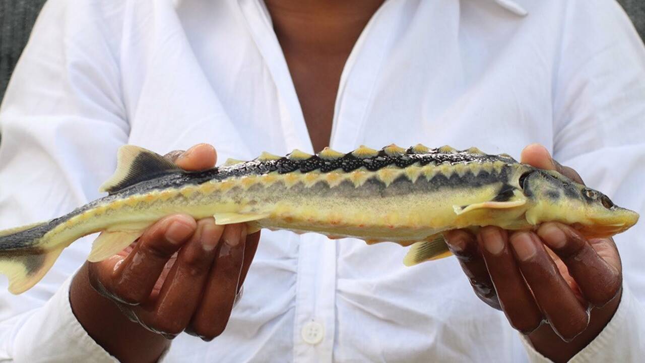 Quand le caviar vient de Madagascar : un produit de luxe dans l’un des pays les plus pauvres du monde