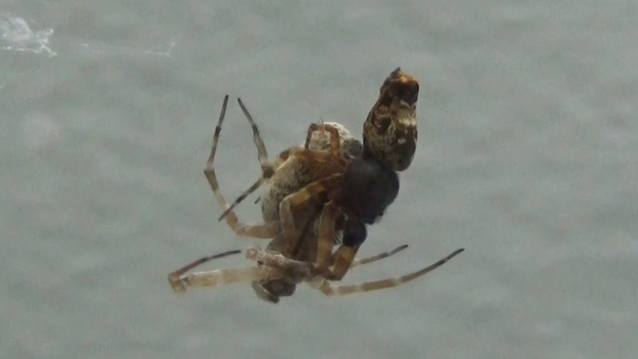 Pour survivre, des araignées mâles se catapultent après l’accouplement