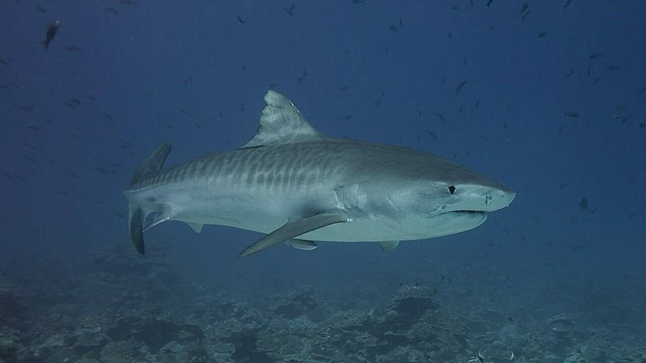 Maldives : Un requin-tigre attaque une caméra et dévoile l'intérieur de sa gueule !