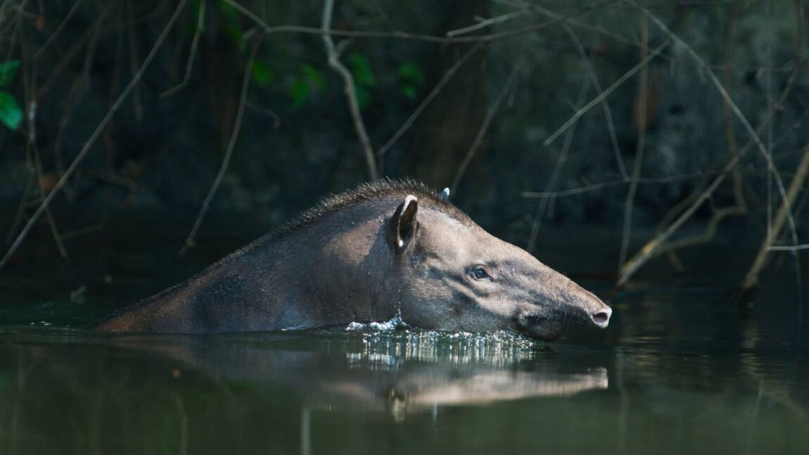 5 choses à savoir sur les tapirs, plus gros mammifères d'Amérique du Sud