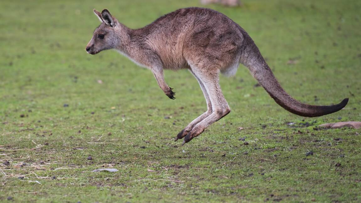 Voici pourquoi de plus en plus de kangourous affamés apparaissent dans les forêts indiennes