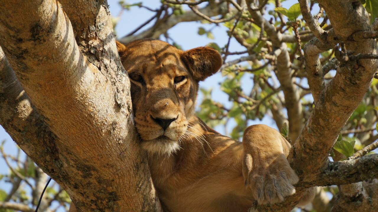 Ouganda : trois lionnes retrouvées mortes dans le parc national Queen Elizabeth