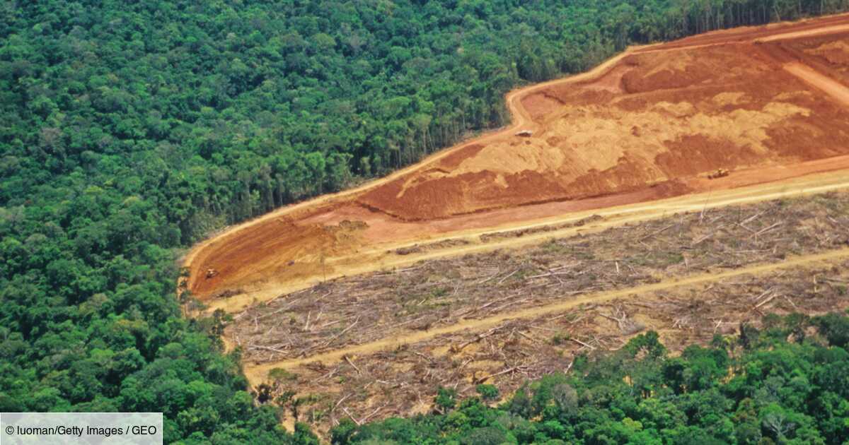 Desmatamento: 10 campos de futebol da floresta tropical destruídos a cada minuto
