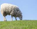 En Nouvelle-Zélande, un mouton retrouvé avec un pelage de 18 kg sur le dos