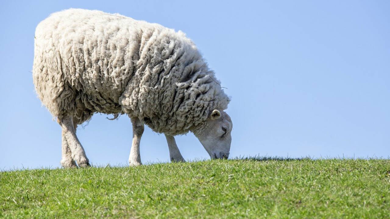 En Nouvelle-Zélande, un mouton retrouvé avec un pelage de 18 kg sur le dos