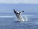Au Canada, une baleine à bosse attaque un groupe d'orques