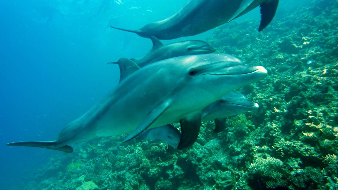 Pourquoi des dauphins ont-ils été observés en train de se frotter à du corail ?