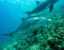 Pourquoi des dauphins ont-ils été observés en train de se frotter à du corail ?