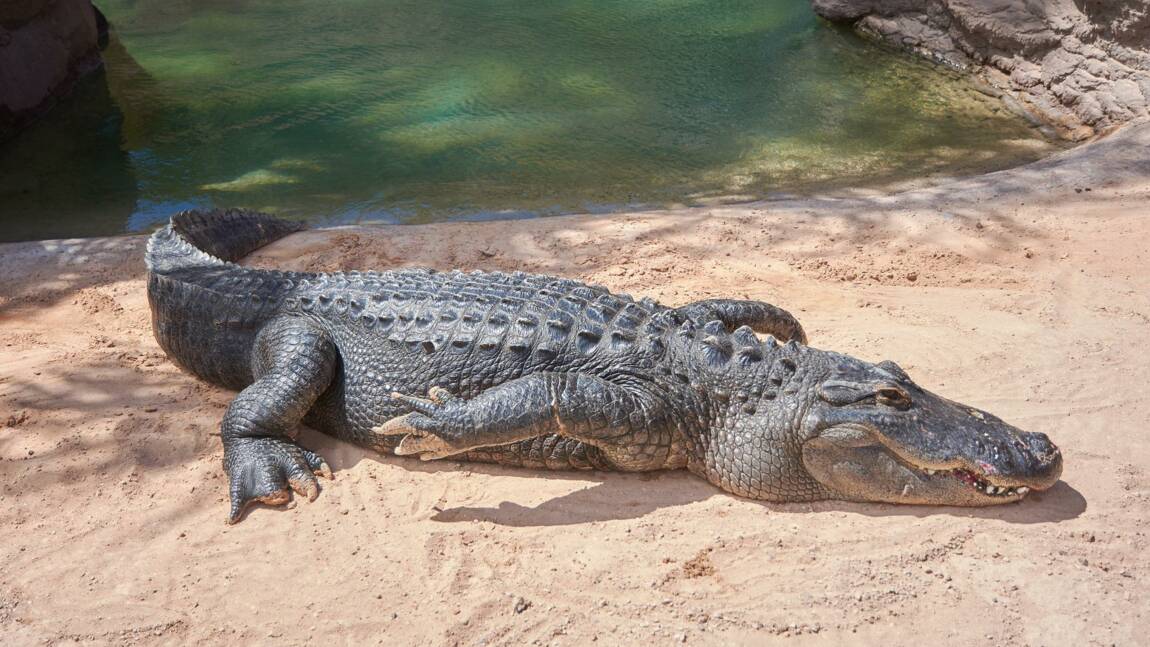 En Floride, un crocodile s'introduit chez des gens pour voler du coca !