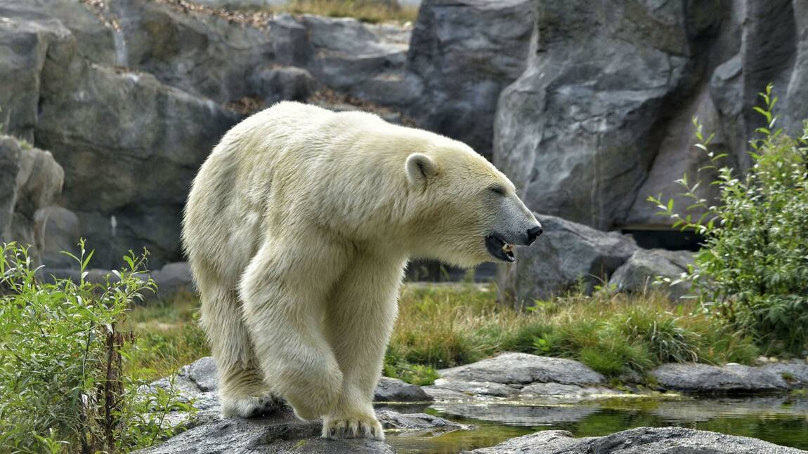 Très rare apparition d'un ours polaire dans le sud du Canada