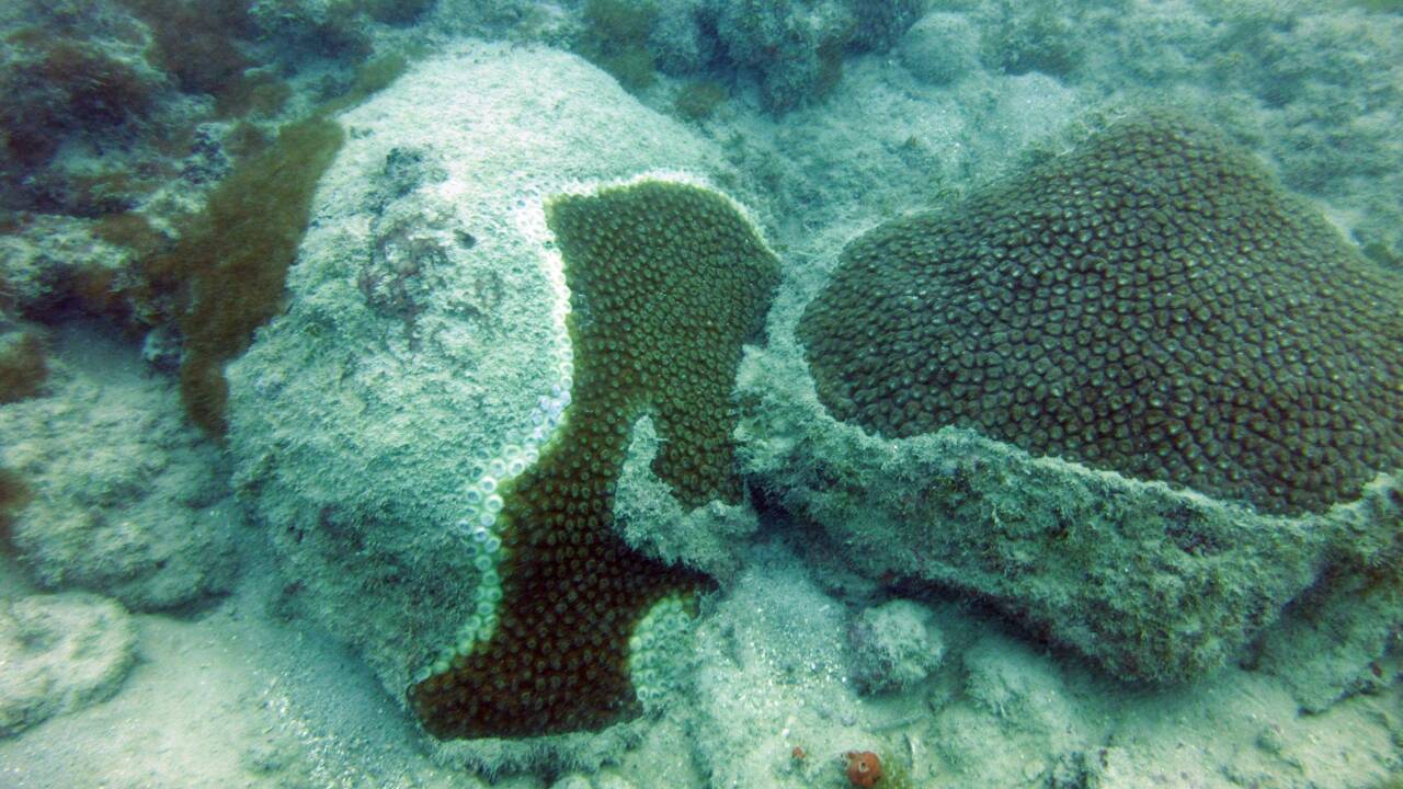 La maladie du corail liée à la perte de tissu continue de progresser, décimant les récifs des Caraïbes