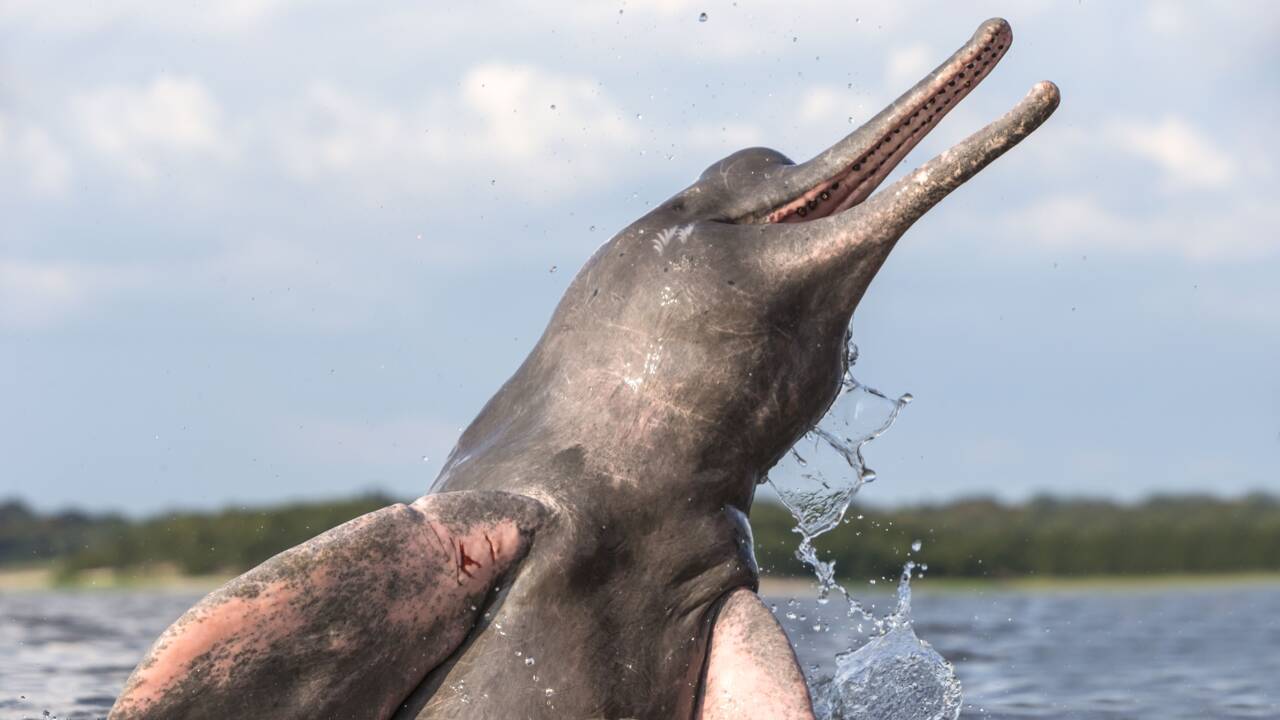 Que font ces dauphins d’eau douce photographiés avec un anaconda ?
