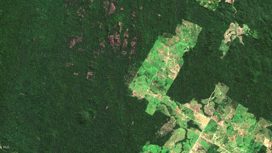 Le Brésil traite moins de 3 % des alertes de déforestation illégale 