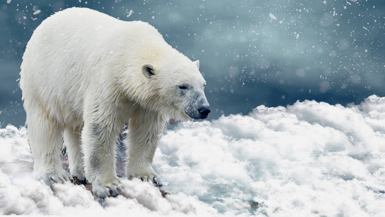 Canada : l'ours polaire aperçu au Québec abattu par la police