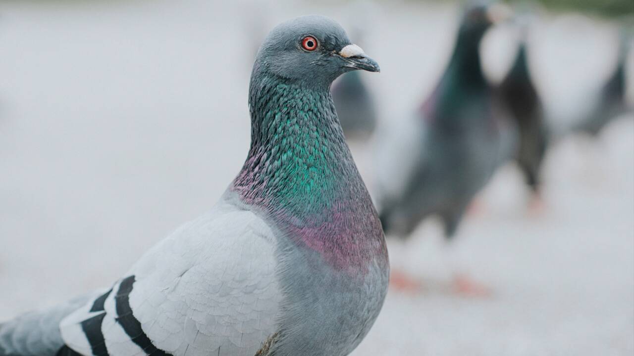 Sarcelles : une association dénonce les méthodes douteuses de la ville pour se débarrasser des pigeons