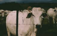 Halve deforestation by replacing 20% of meat with microbial protein