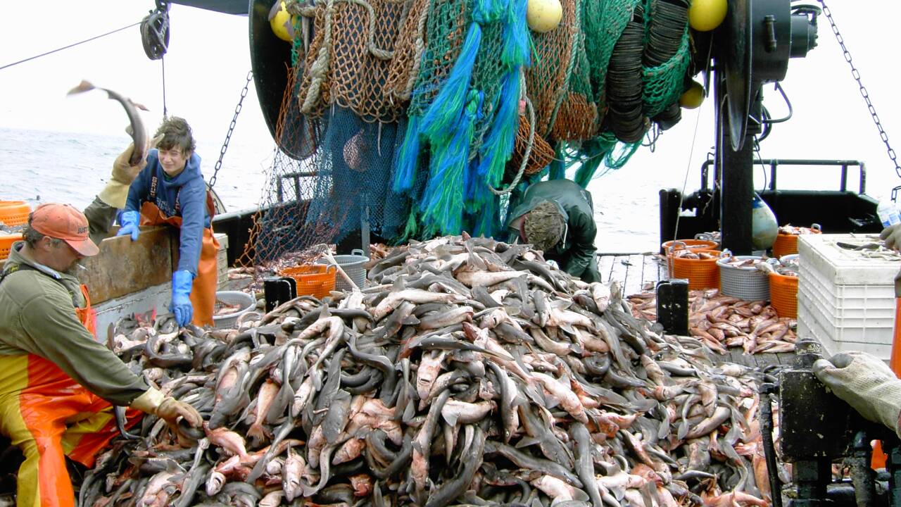 Protection des océans : Le Parlement européen rejette l'interdiction de la pêche au chalut dans les aires marines protégées