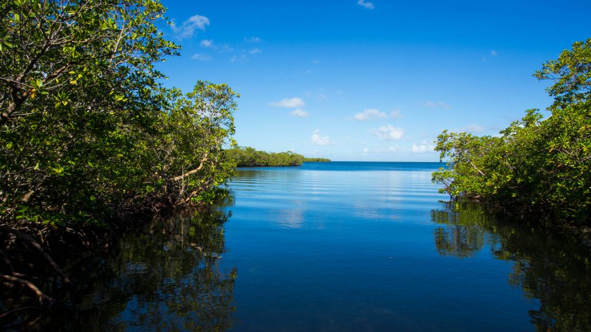 En Guadeloupe, libérer les mangroves pour réduire le risque de submersion tout en préservant la biodiversité